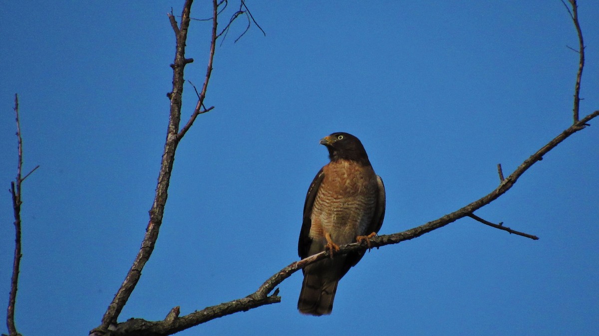 Roadside Hawk - ML486974291