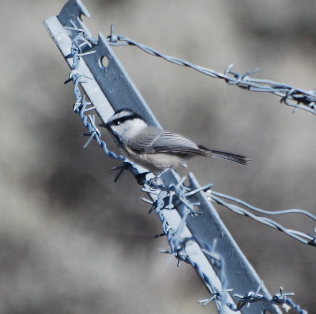 Mountain Chickadee - ML486974781