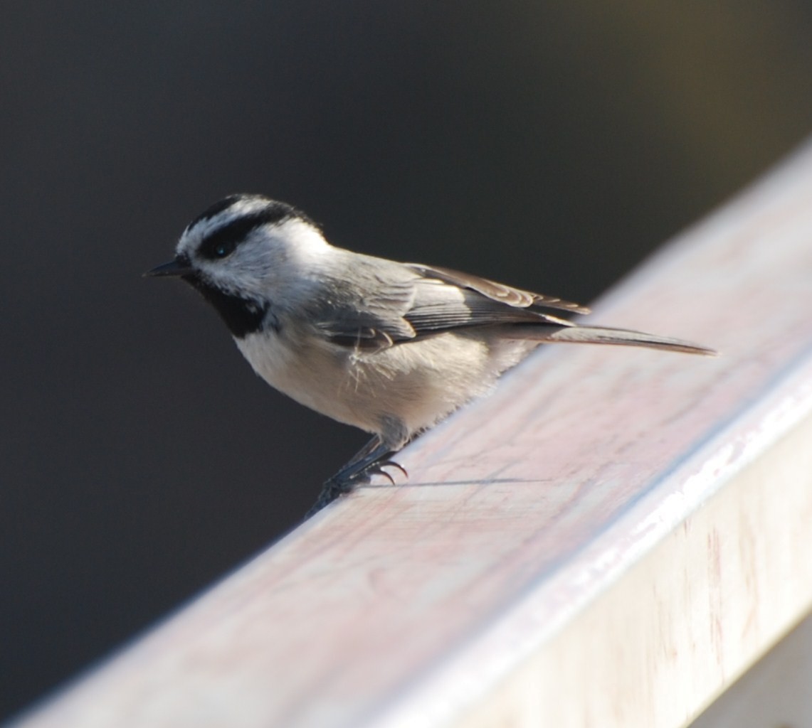 Mountain Chickadee - ML486974791