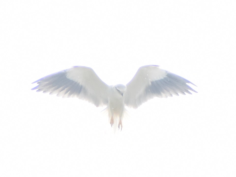 Black-winged Kite - JOEL J MATHEW