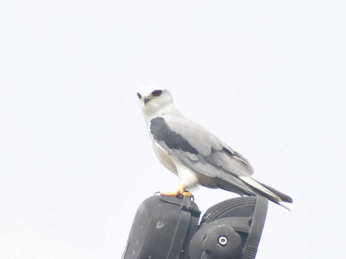 Black-winged Kite - JOEL J MATHEW