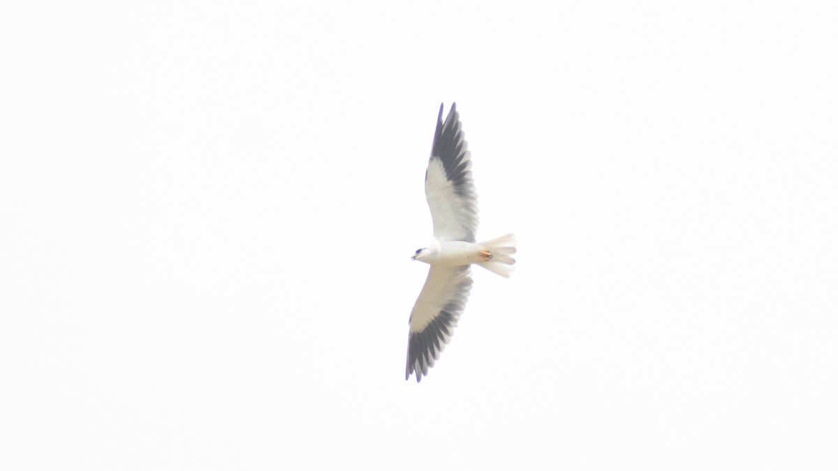 Black-winged Kite - ML486975061