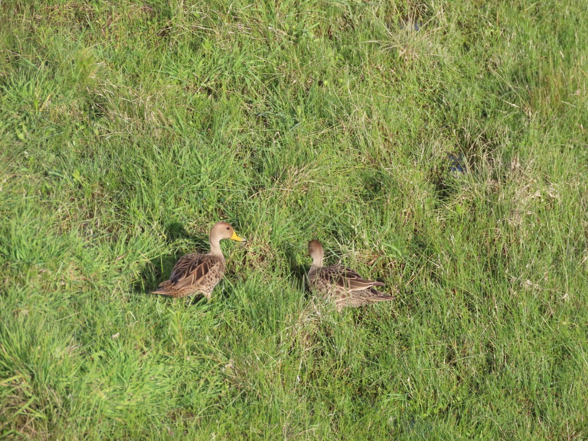 Yellow-billed Pintail - Álvaro Parra Valdivia