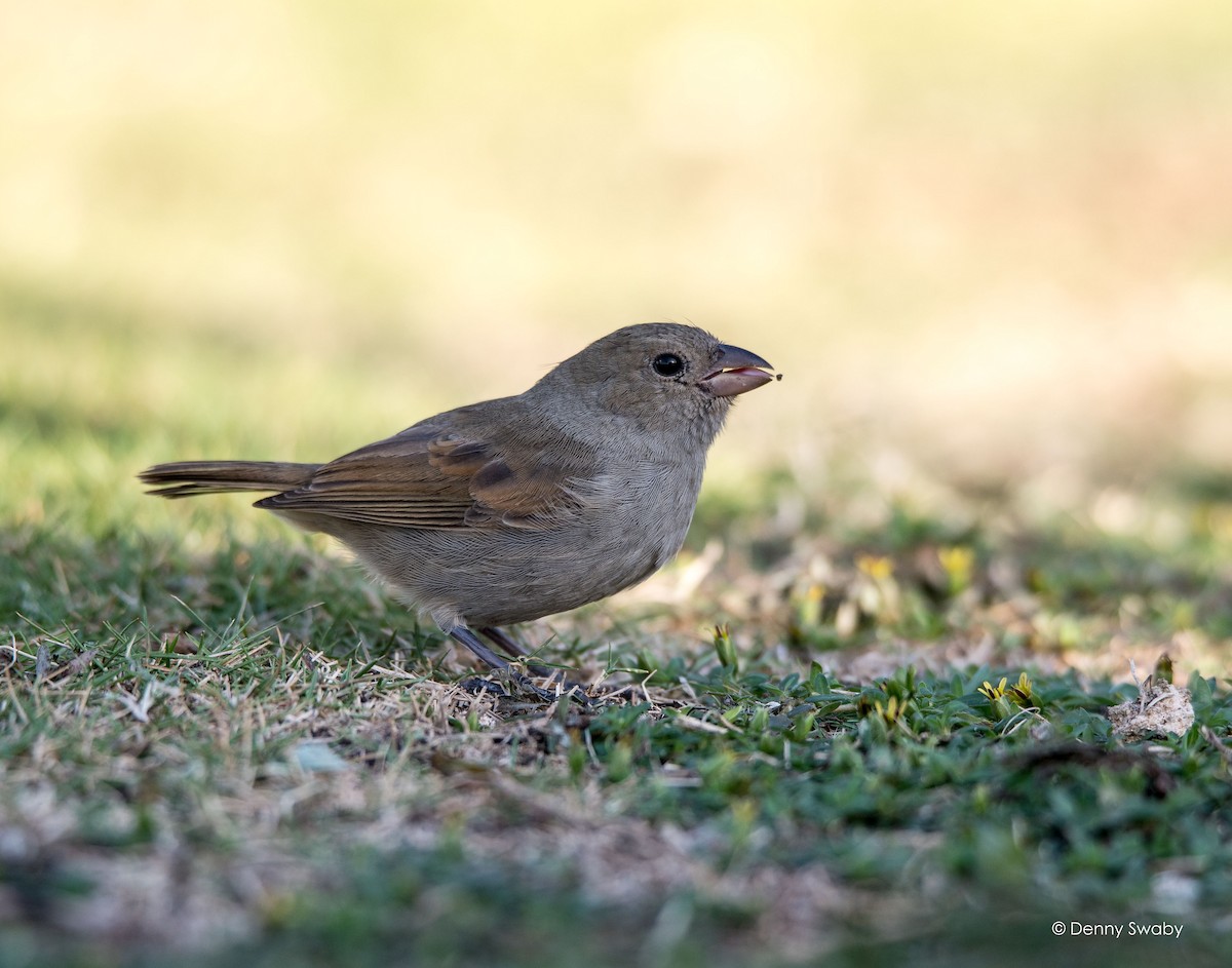 Barbados Bullfinch - ML48697591