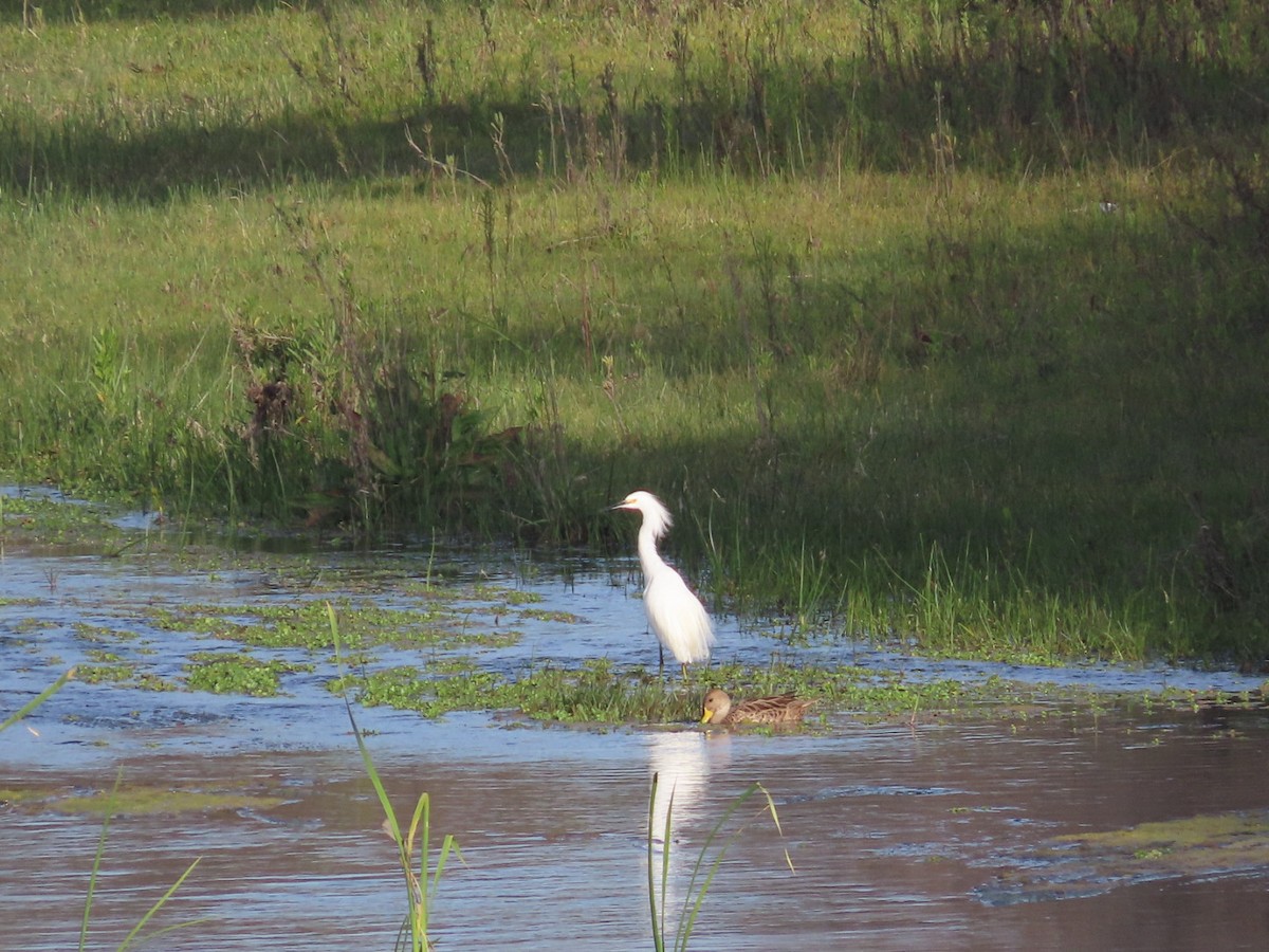 Snowy Egret - Álvaro Parra Valdivia