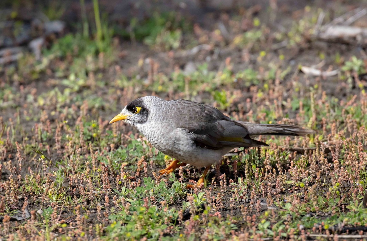 Noisy Miner - ML486977121