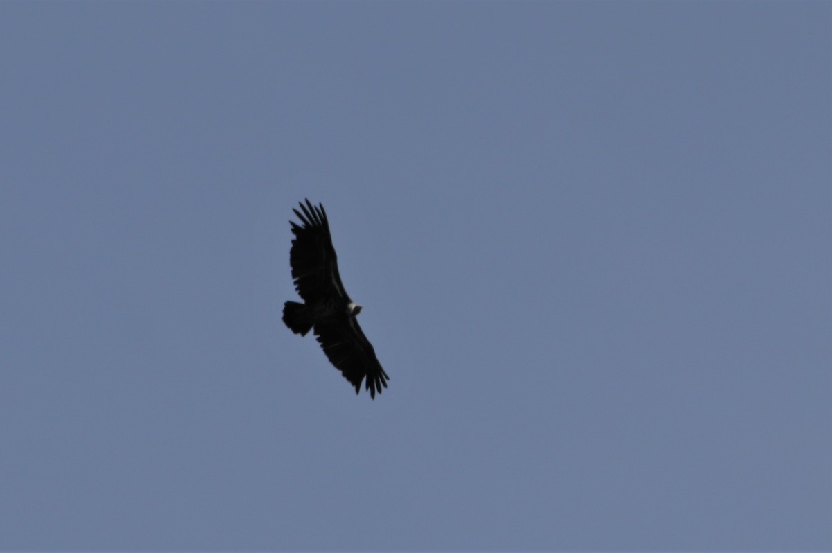 Lappet-faced Vulture - ML486979411