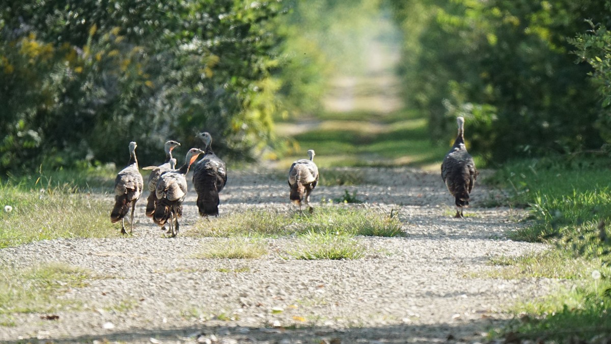 Wild Turkey - Andy Tiarks