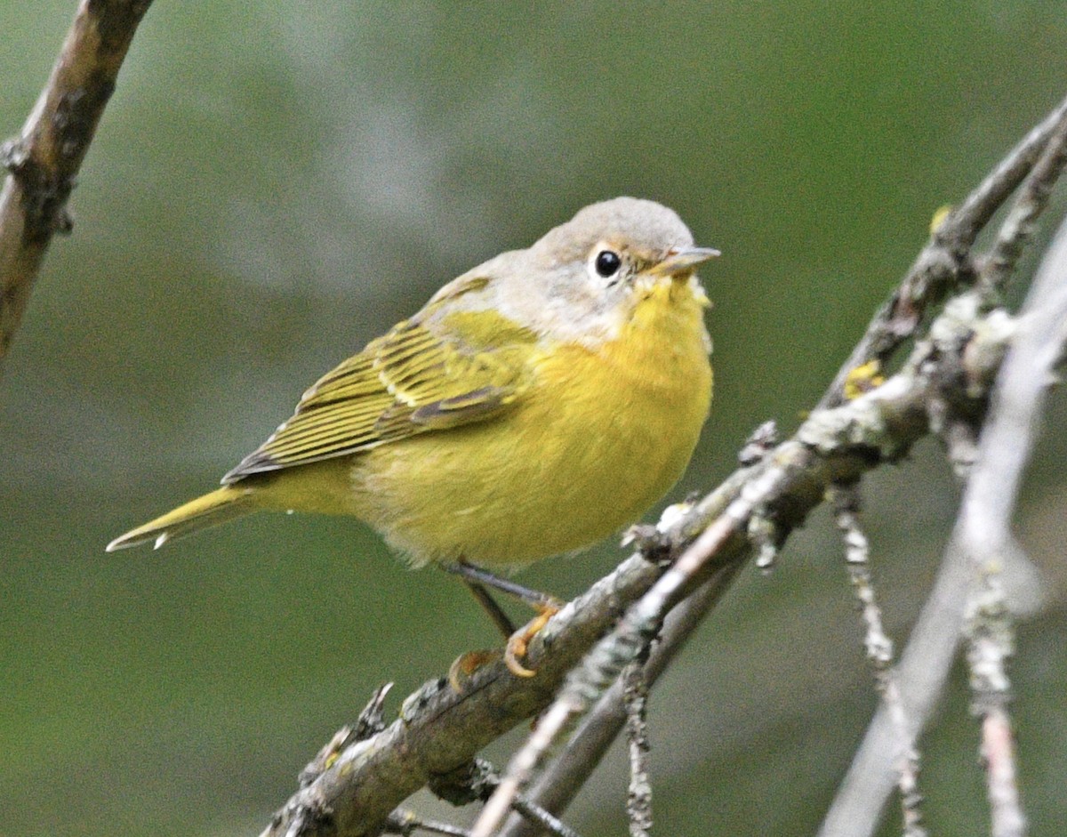 Nashville Warbler - ML486980701