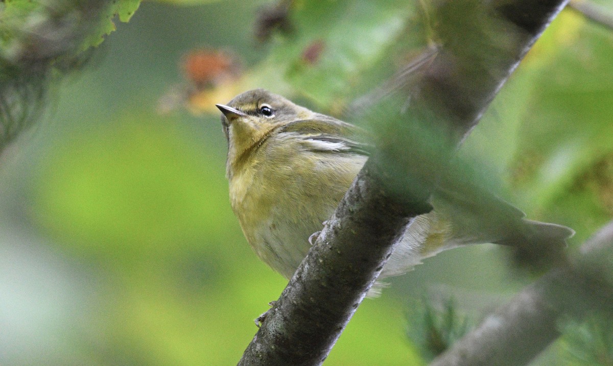 Tennessee Warbler - ML486980741