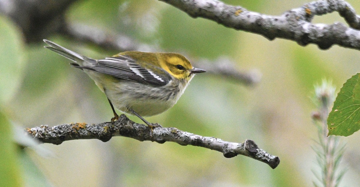 Black-throated Green Warbler - ML486980801