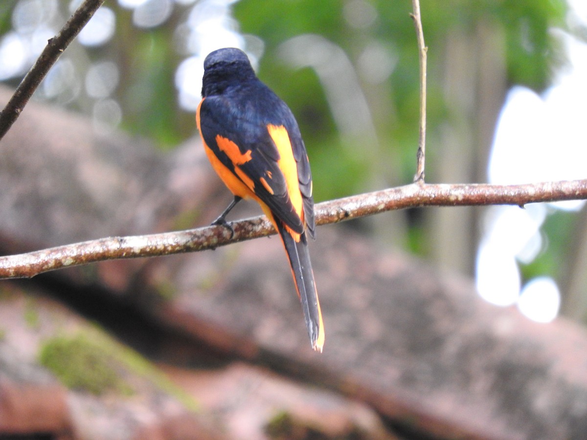 Orange Minivet - ML486981531