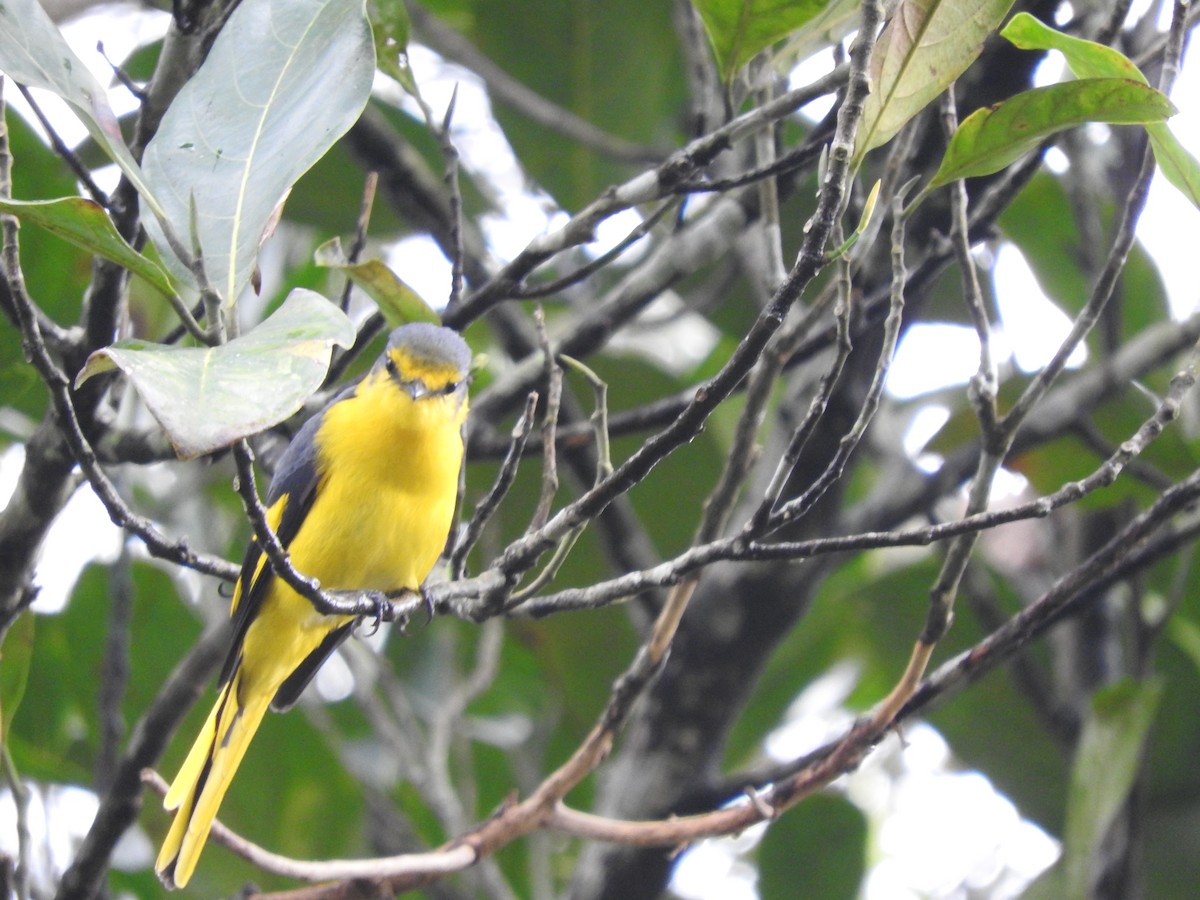 Orange Minivet - ML486981621