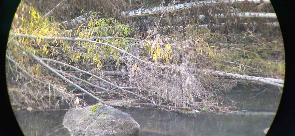 Prothonotary Warbler - ML486982311