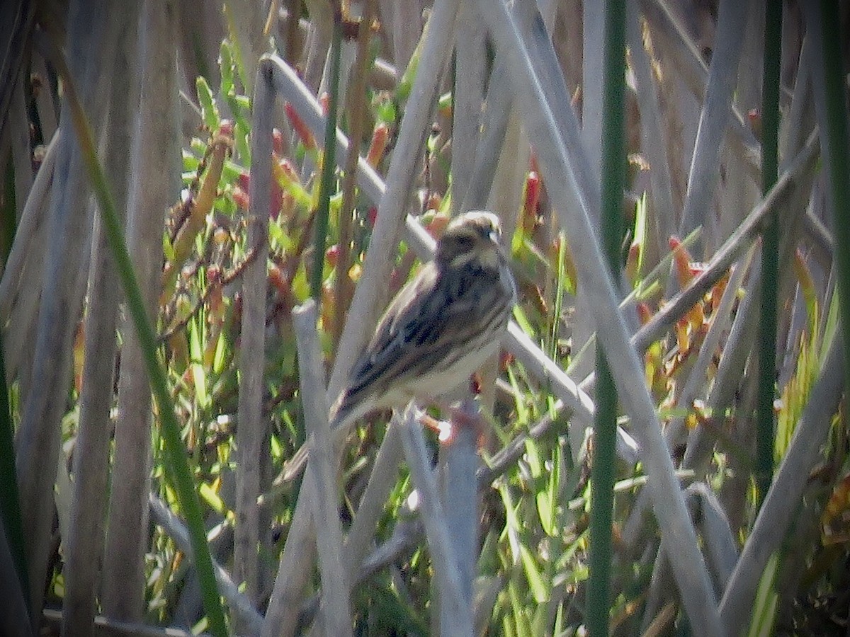 Savannah Sparrow - Jim Crumpler