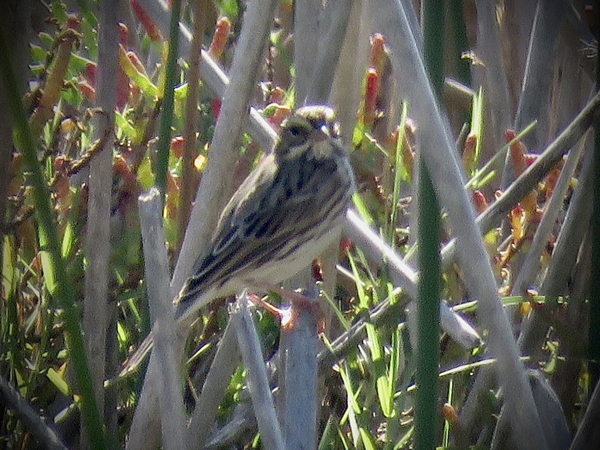 Savannah Sparrow - Jim Crumpler