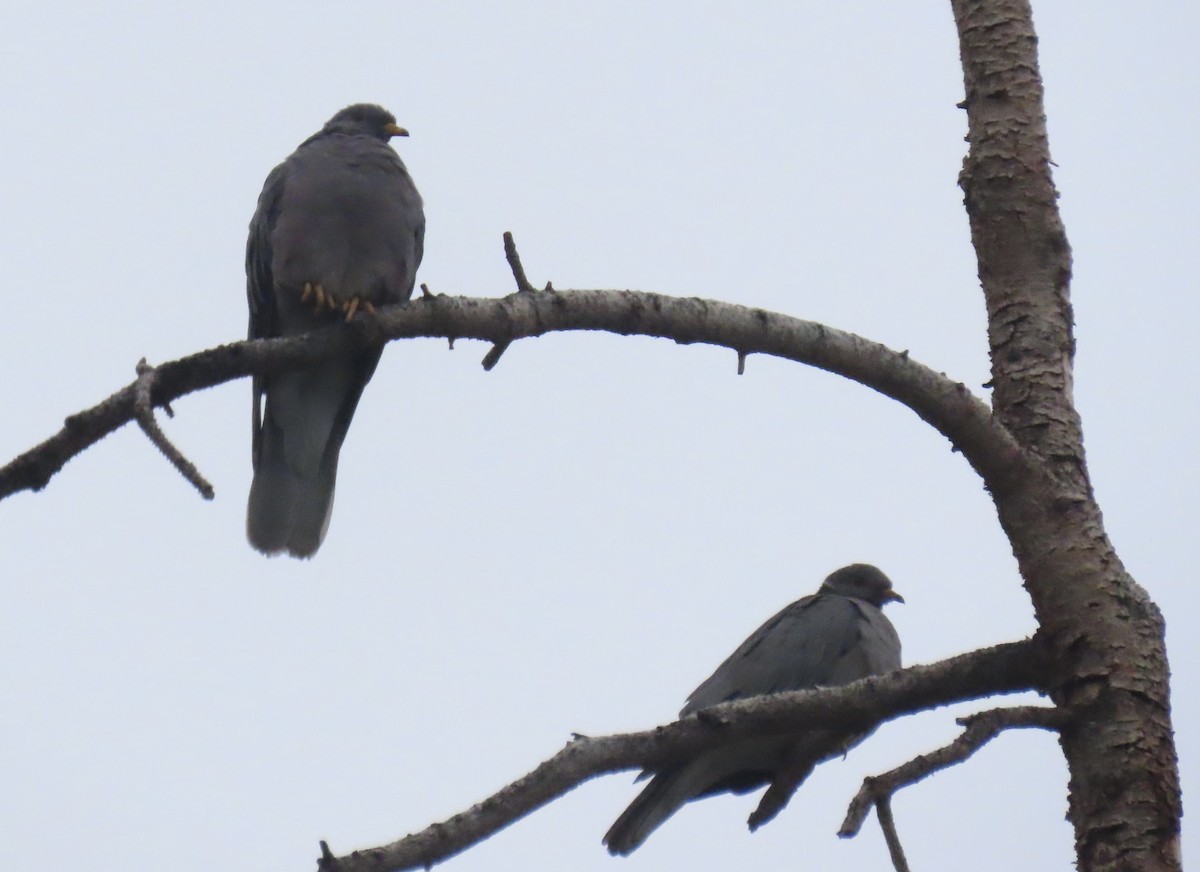 Band-tailed Pigeon - ML486984201