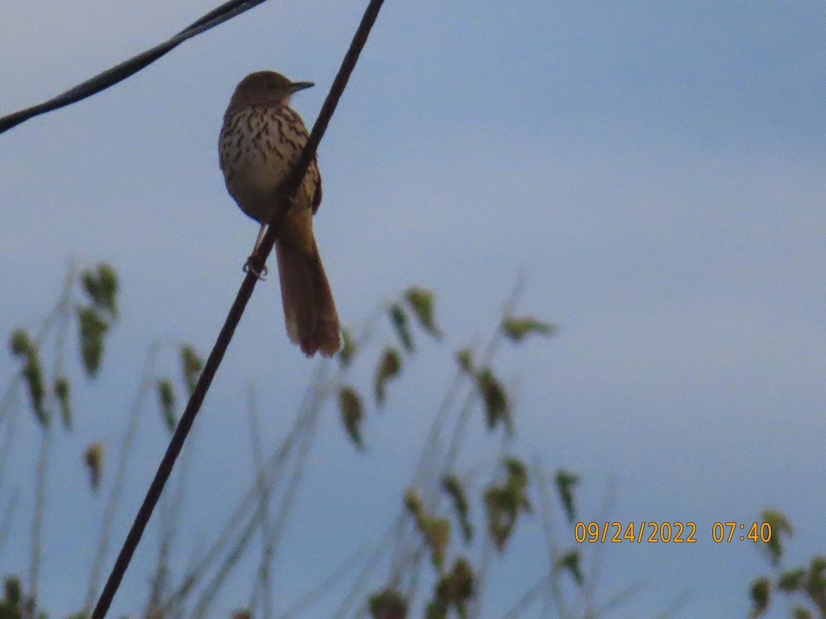 Brown Thrasher - ML486985351