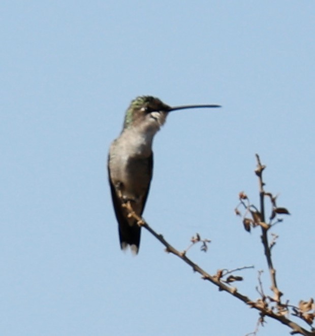 kolibřík cerradový - ML486986821