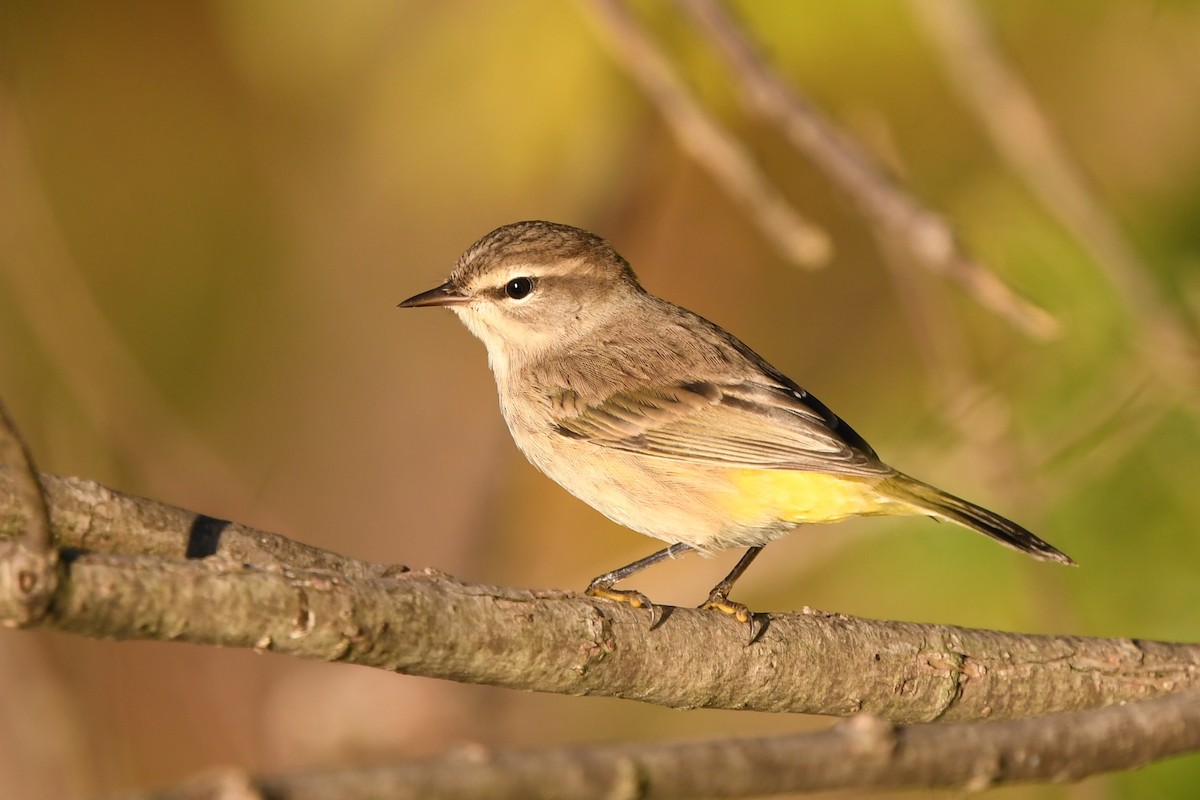 lesňáček bažinný (ssp. palmarum) - ML486986921