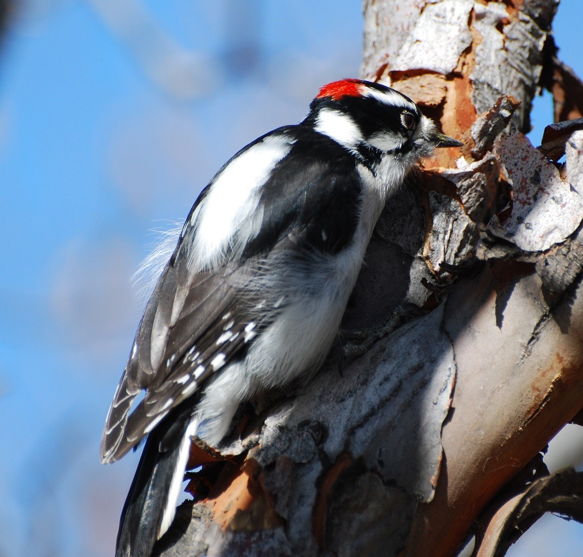 Downy Woodpecker - ML486987531