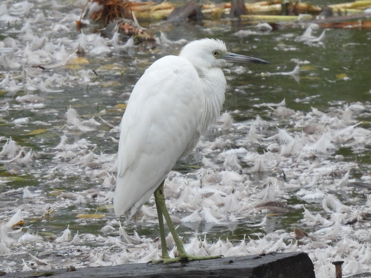 Little Blue Heron - Jan Bradley