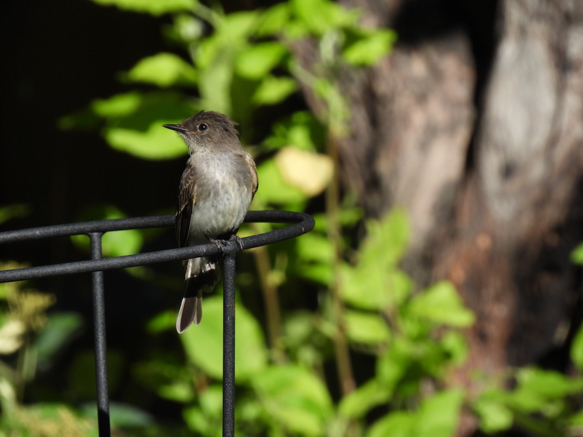 Eastern Wood-Pewee - ML486990461