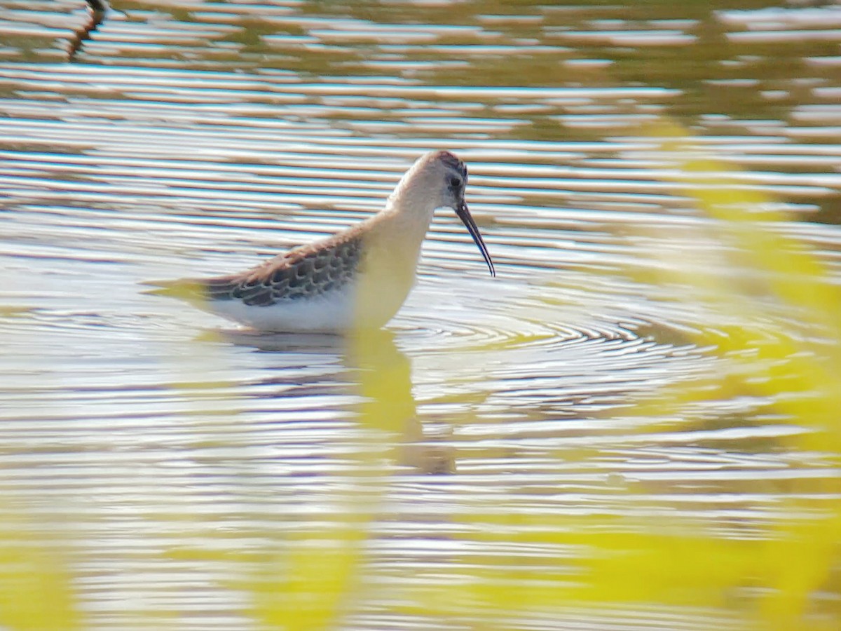 Curlew Sandpiper - ML486991791