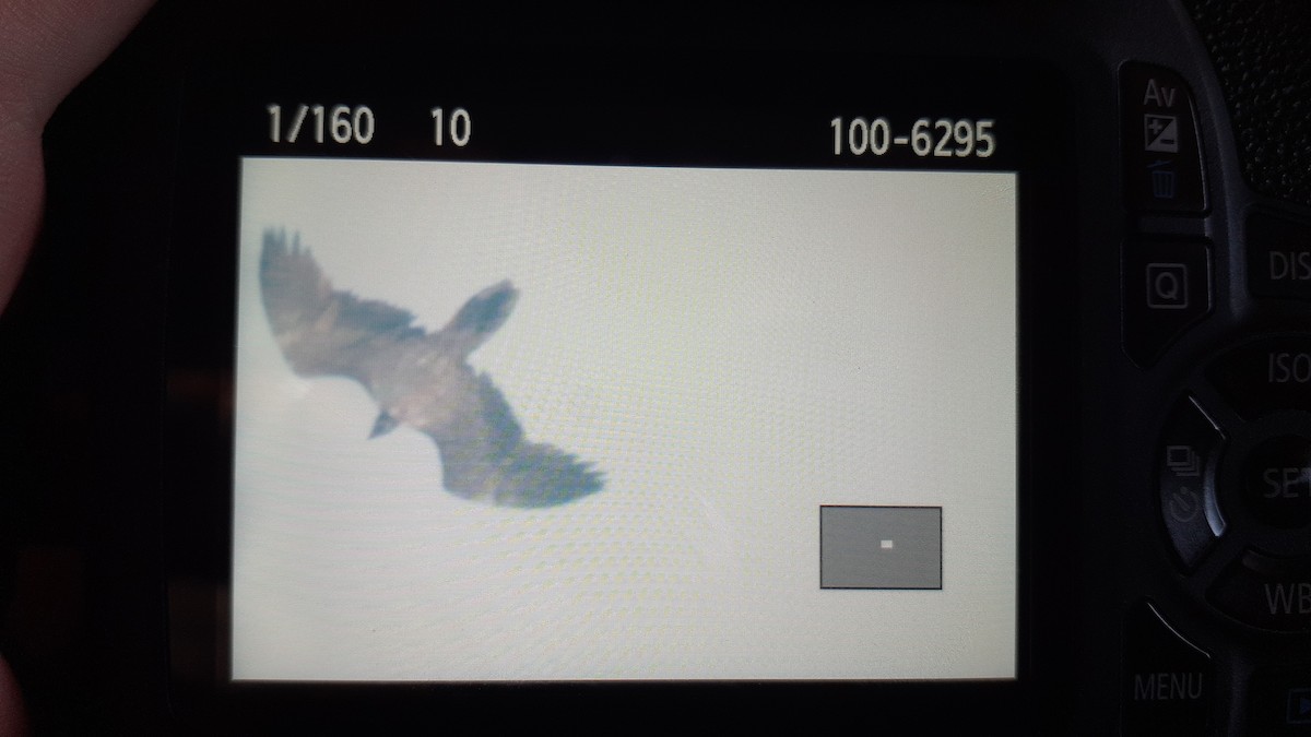 Ооч ёл - ML486991951