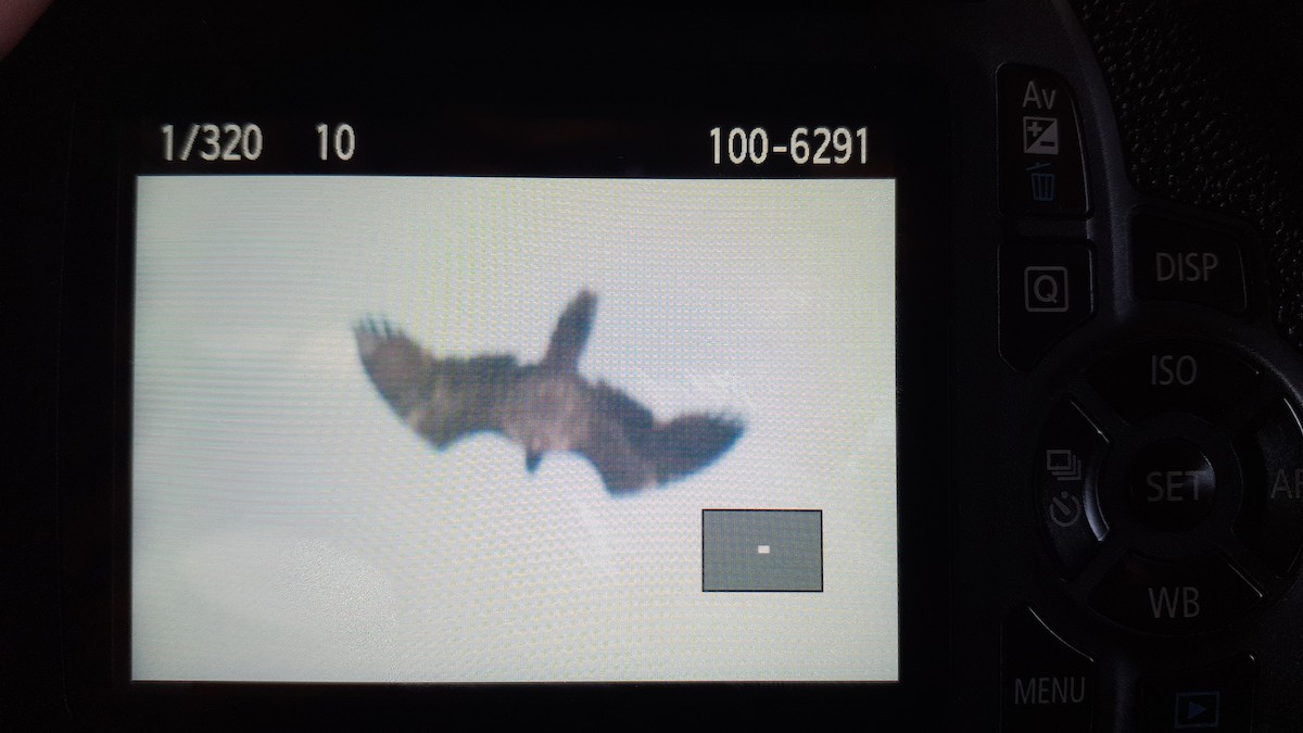 Ооч ёл - ML486991971