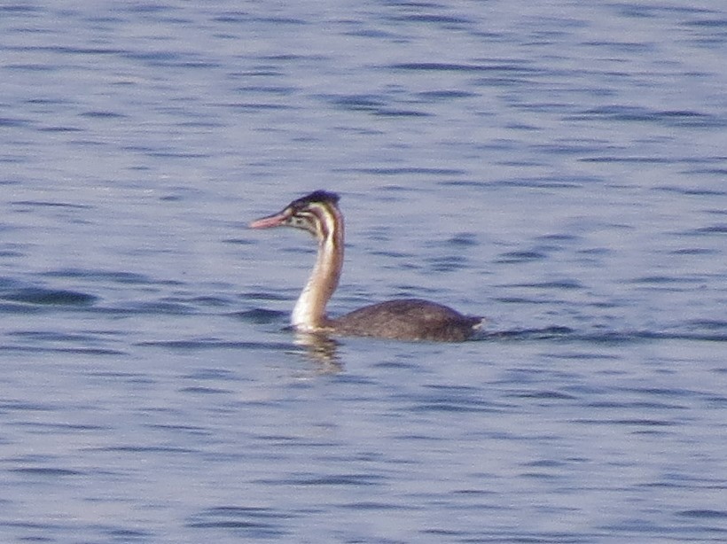 Great Crested Grebe - ML486992331