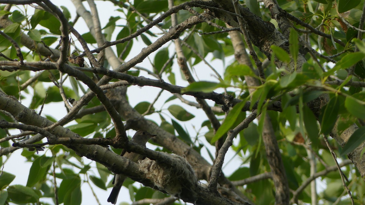 Western Wood-Pewee - Ted Nanninga