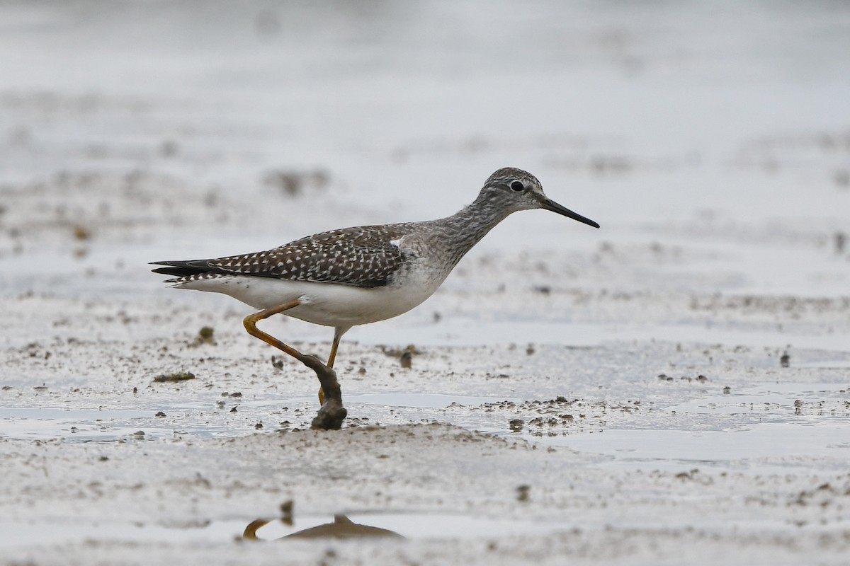 Lesser Yellowlegs - ML486993171