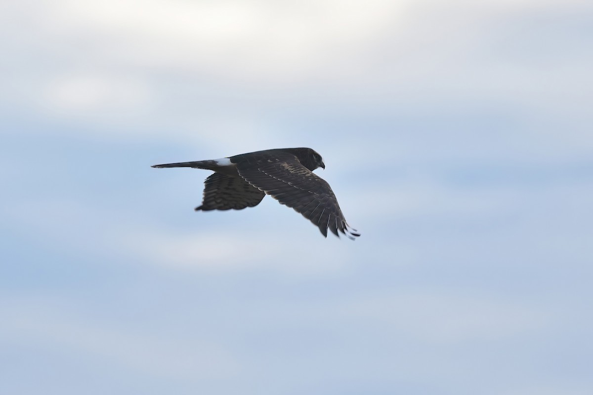 Northern Harrier - ML486993871