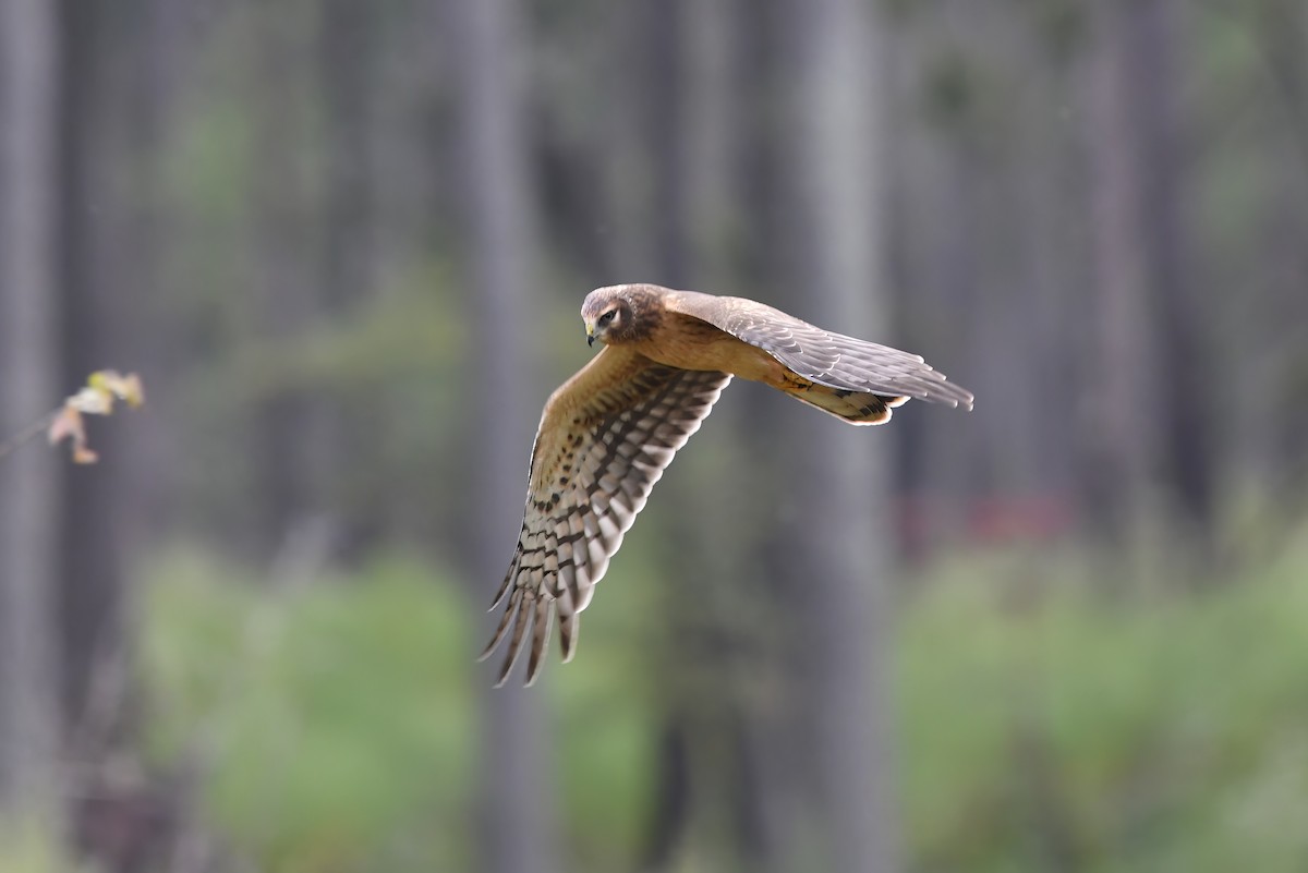 Northern Harrier - ML486993881