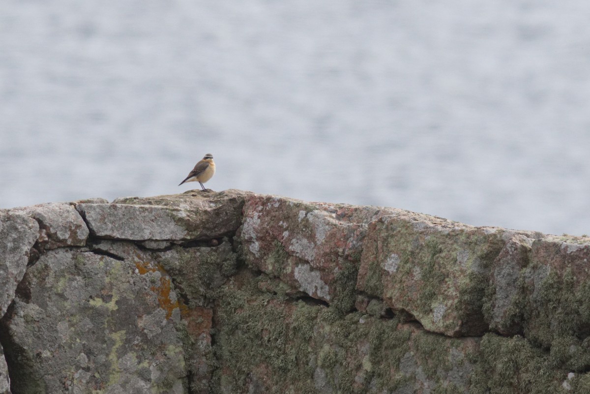 Northern Wheatear (Eurasian) - ML486994341