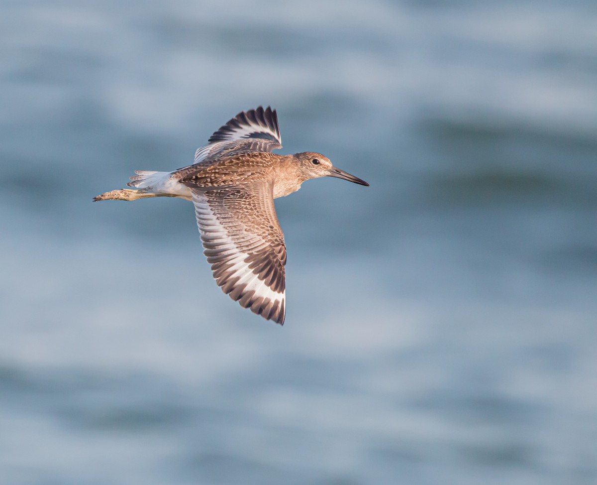 Willet - ML486994941