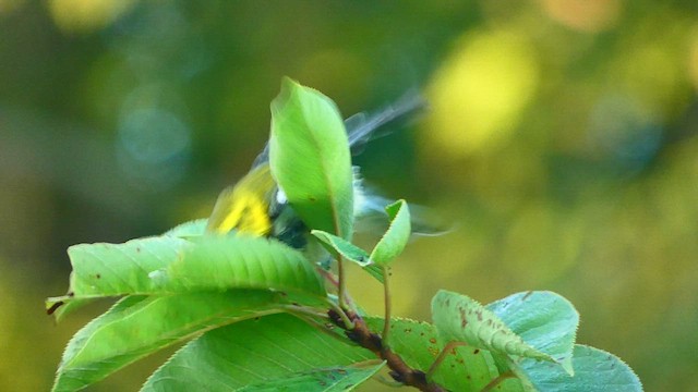Black-throated Green Warbler - ML486995321
