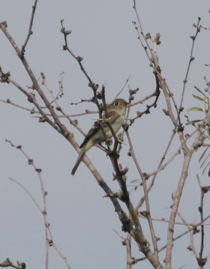 Least Flycatcher - ML486996451