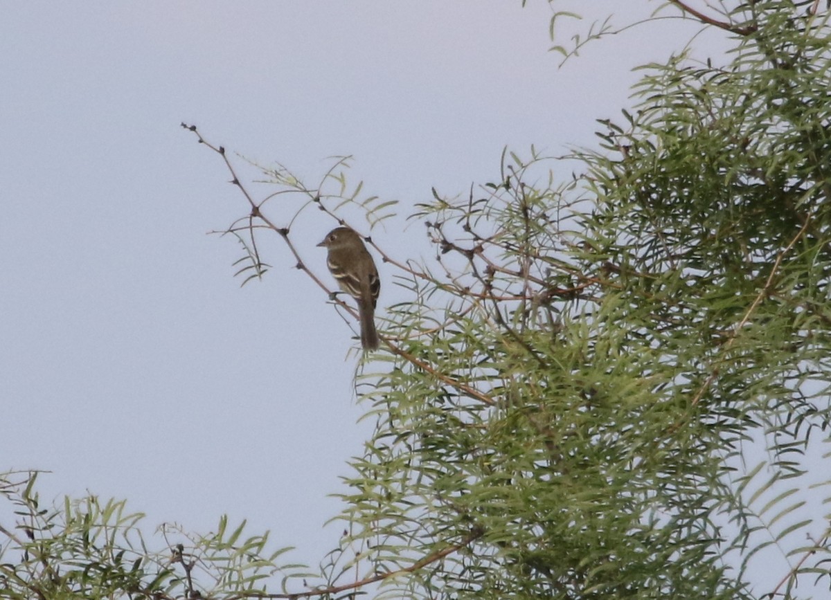 Least Flycatcher - ML486996461