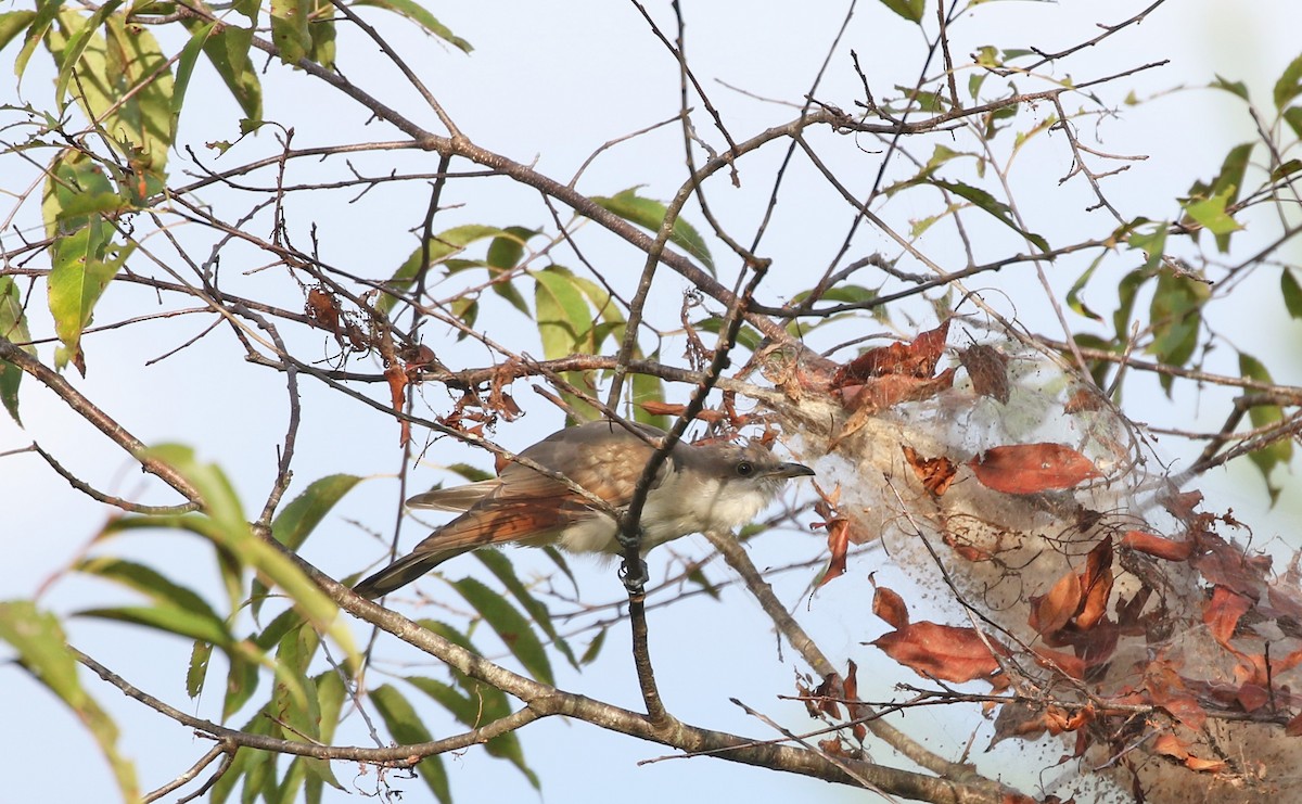 Yellow-billed Cuckoo - ML486996501