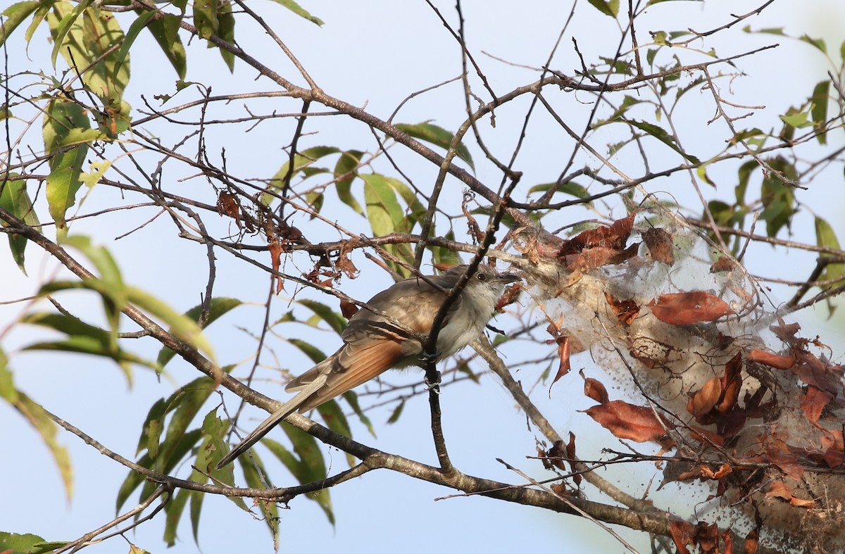 Yellow-billed Cuckoo - ML486996511