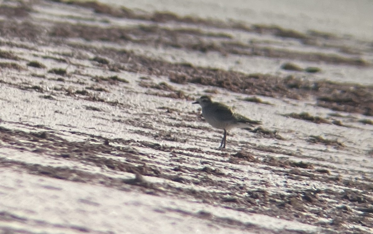 American Golden-Plover - ML486996521