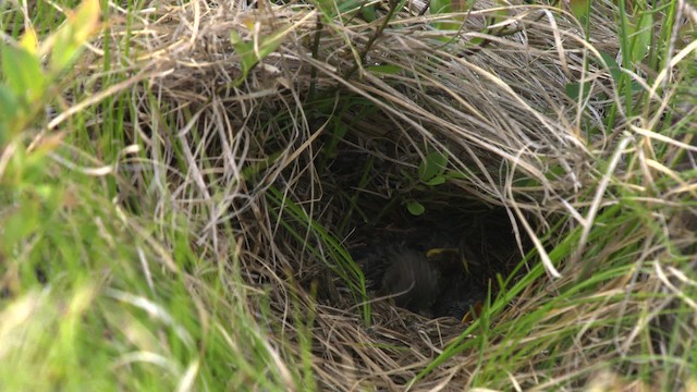 Kirtland's Warbler - ML486998