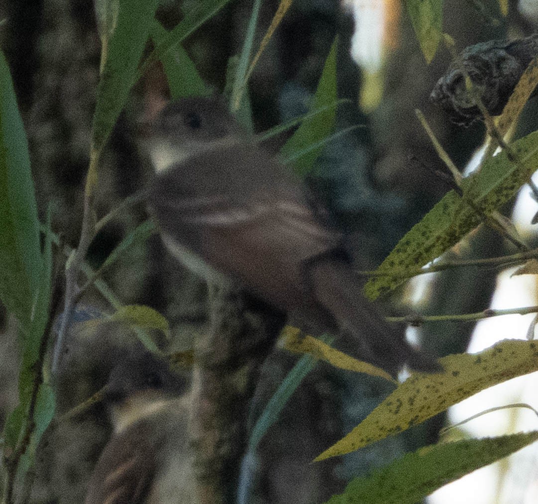 Eastern Wood-Pewee - ML486999151