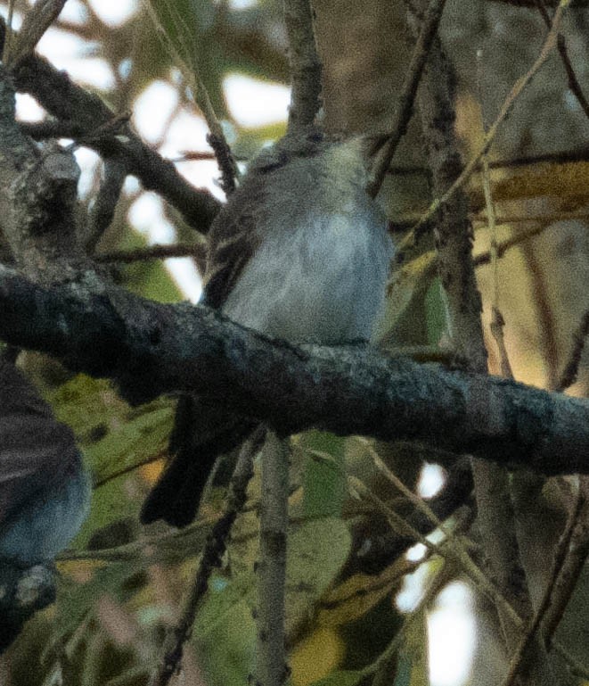 Eastern Wood-Pewee - ML486999161