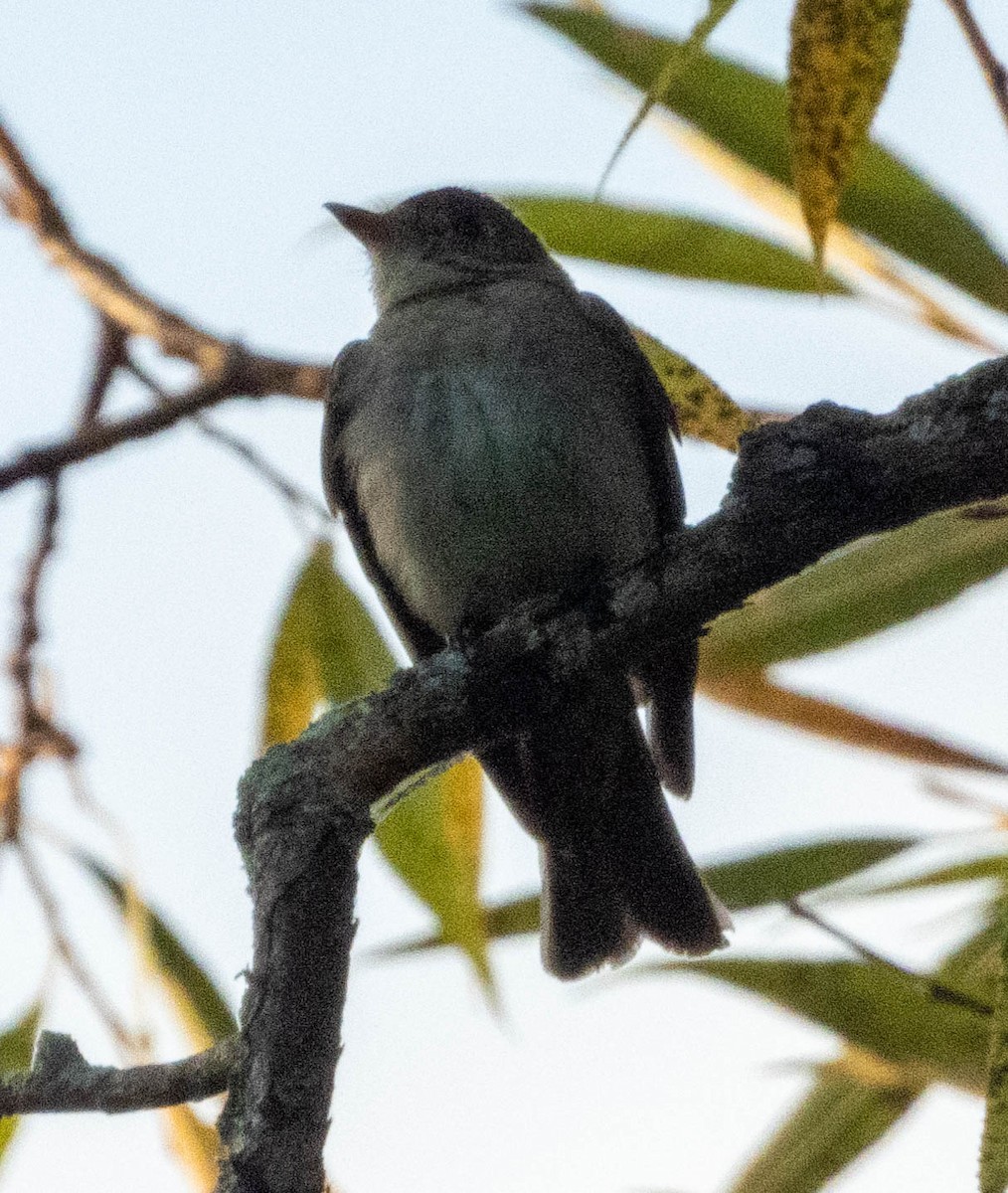 Eastern Wood-Pewee - ML486999191