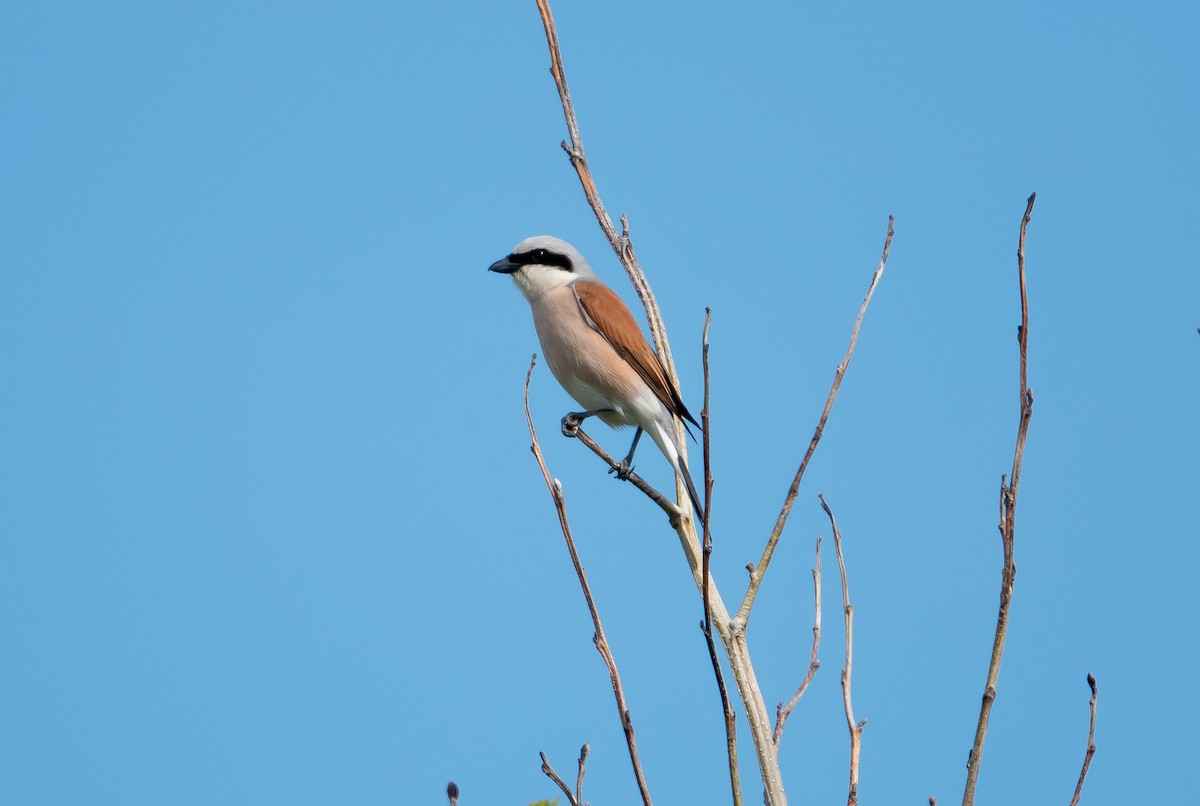 Red-backed Shrike - Philip Francis Thomsen