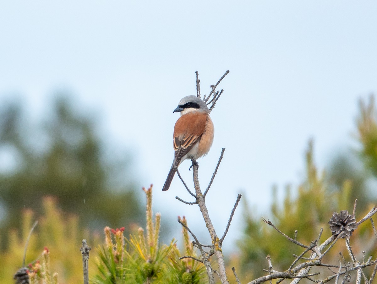 Red-backed Shrike - Philip Francis Thomsen