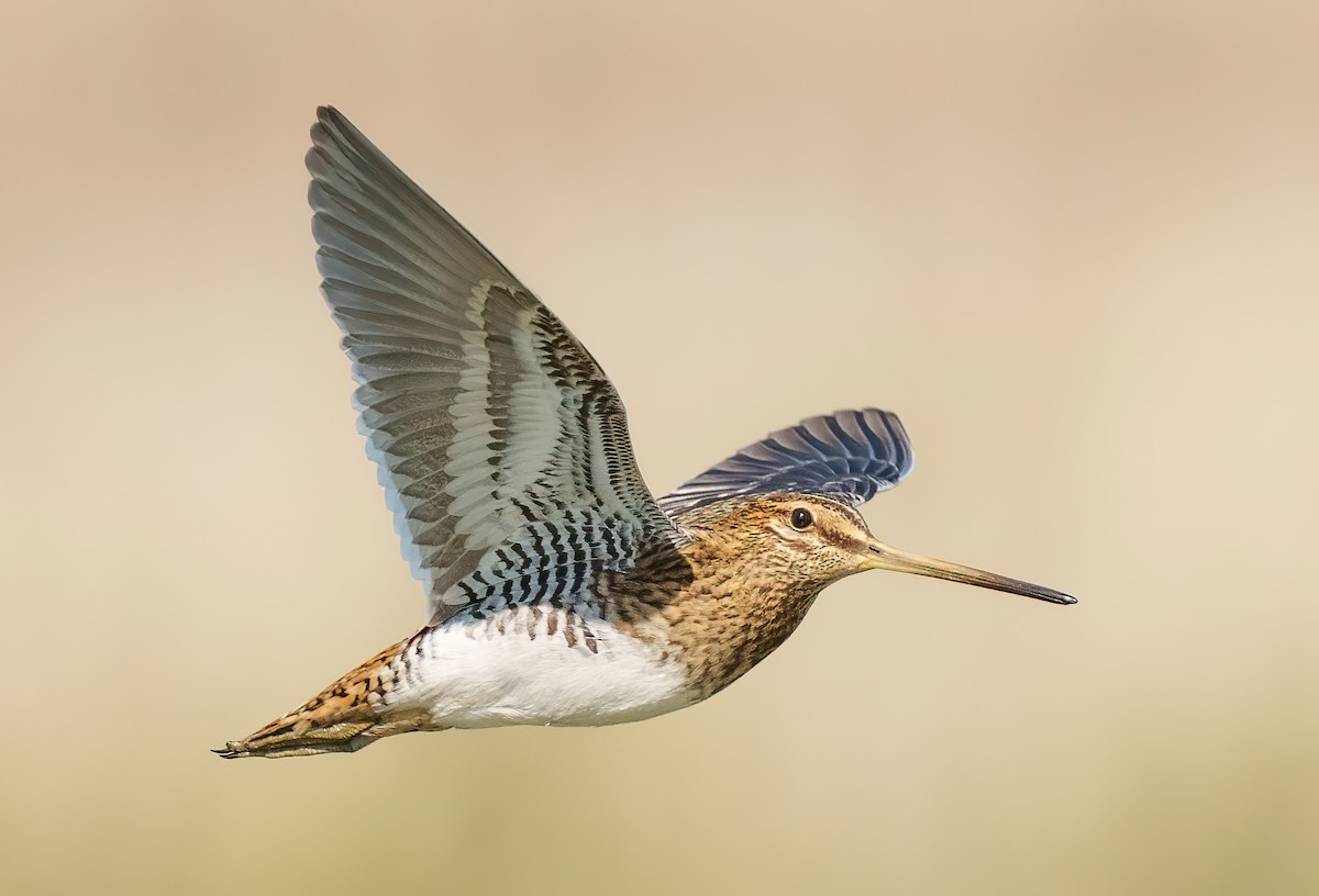 Common Snipe - ML487000611